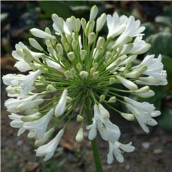 Agapanthe blanche